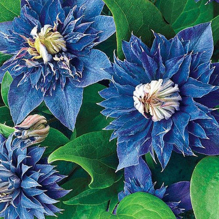 20 - 25 Climbing Clematis vine flower seeds - Seed World