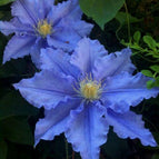Blue Clematis