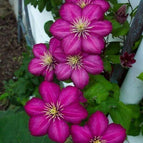 Magenta Clematis