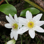 White Clematis