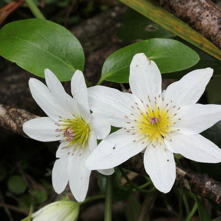 20 - 25 Climbing Clematis vine flower seeds - Seed World