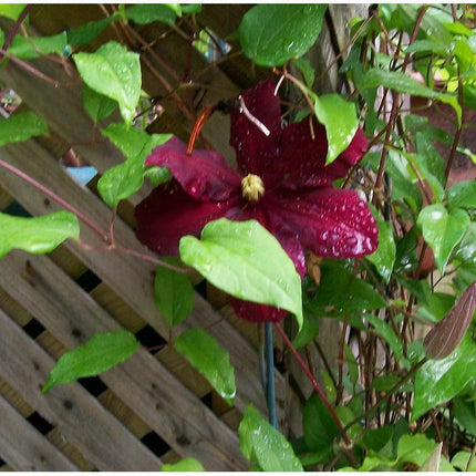 20 - 25 Climbing Clematis vine flower seeds - Seed World