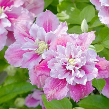 20 - 25 Climbing Clematis vine flower seeds - Seed World