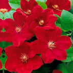 Bright Red Clematis
