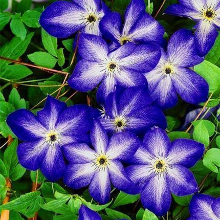 20 - 25 Climbing Clematis vine flower seeds - Seed World