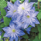 Light Blue Clematis