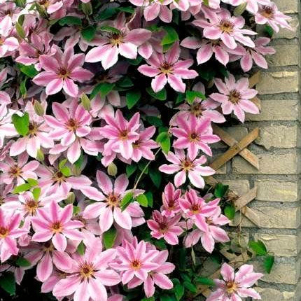 20 - 25 Climbing Clematis vine flower seeds - Seed World