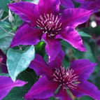 Dark Purple Pink Clematis