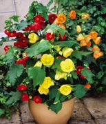 20 Abutilon Bellvue Mix Flowering Maple Seeds - Seed World