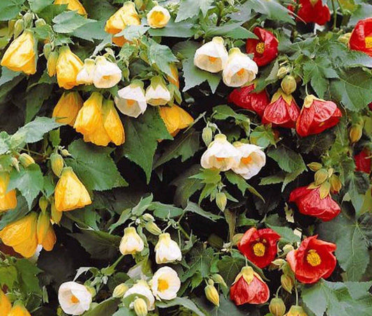 20 Abutilon Bellvue Mix Flowering Maple Seeds - Seed World