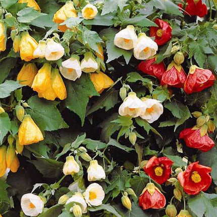 20 Abutilon Bellvue Mix Flowering Maple Seeds - Seed World