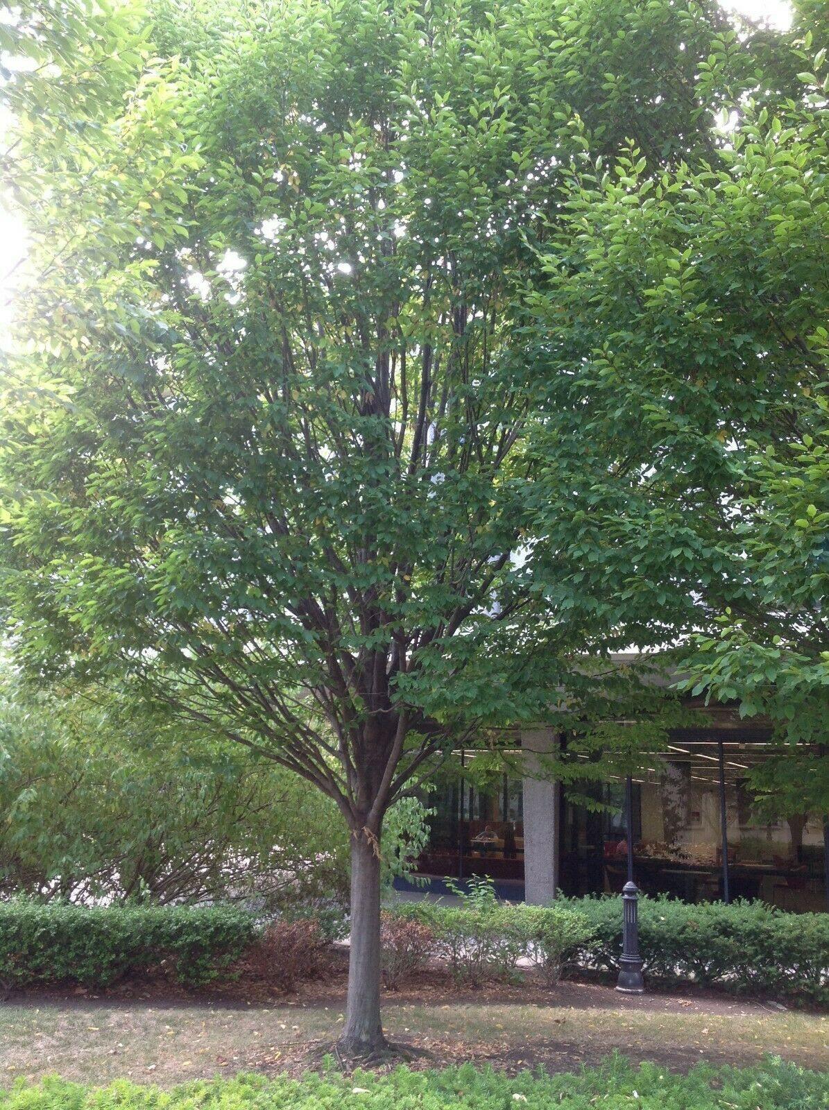 20 American Hornbeam Ironwood Seeds - Seed World