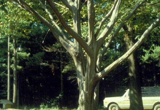 20 American Hornbeam Ironwood Seeds - Seed World