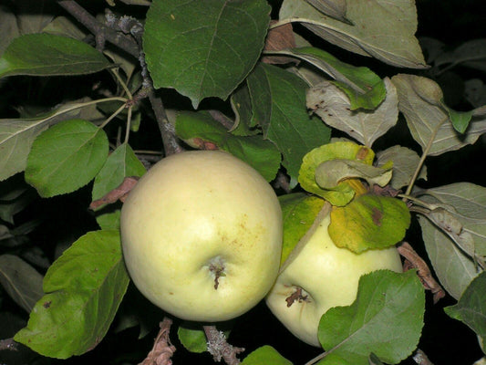 20 Antonovka Apple (Malus Pumila Antonovka) Seeds - Seed World