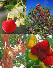 20 Arbutus Unedo | Strawberry Tree Seeds - Seed World