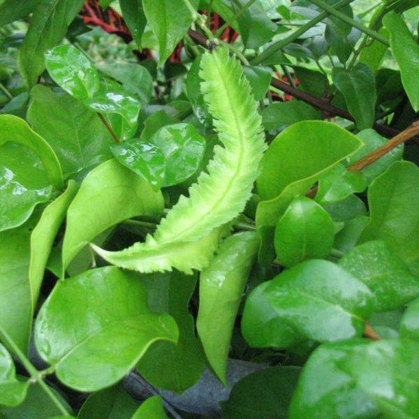 20 Asparagus Pea Seeds - Seed World