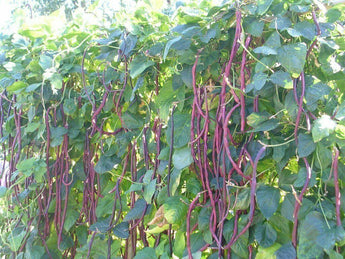 20 Authentic Red Yard Long Bean Seeds - Seed World