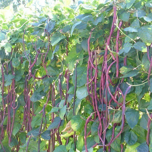 20 Authentic Red Yard Long Bean Seeds - Seed World