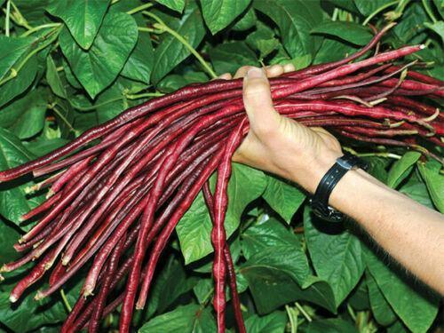 20 Authentic Red Yard Long Bean Seeds - Seed World