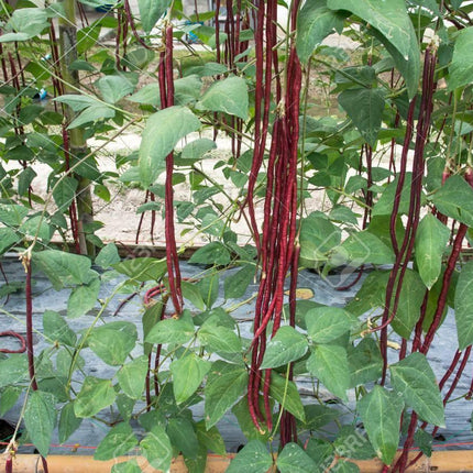 20 Authentic Red Yard Long Bean Seeds - Seed World
