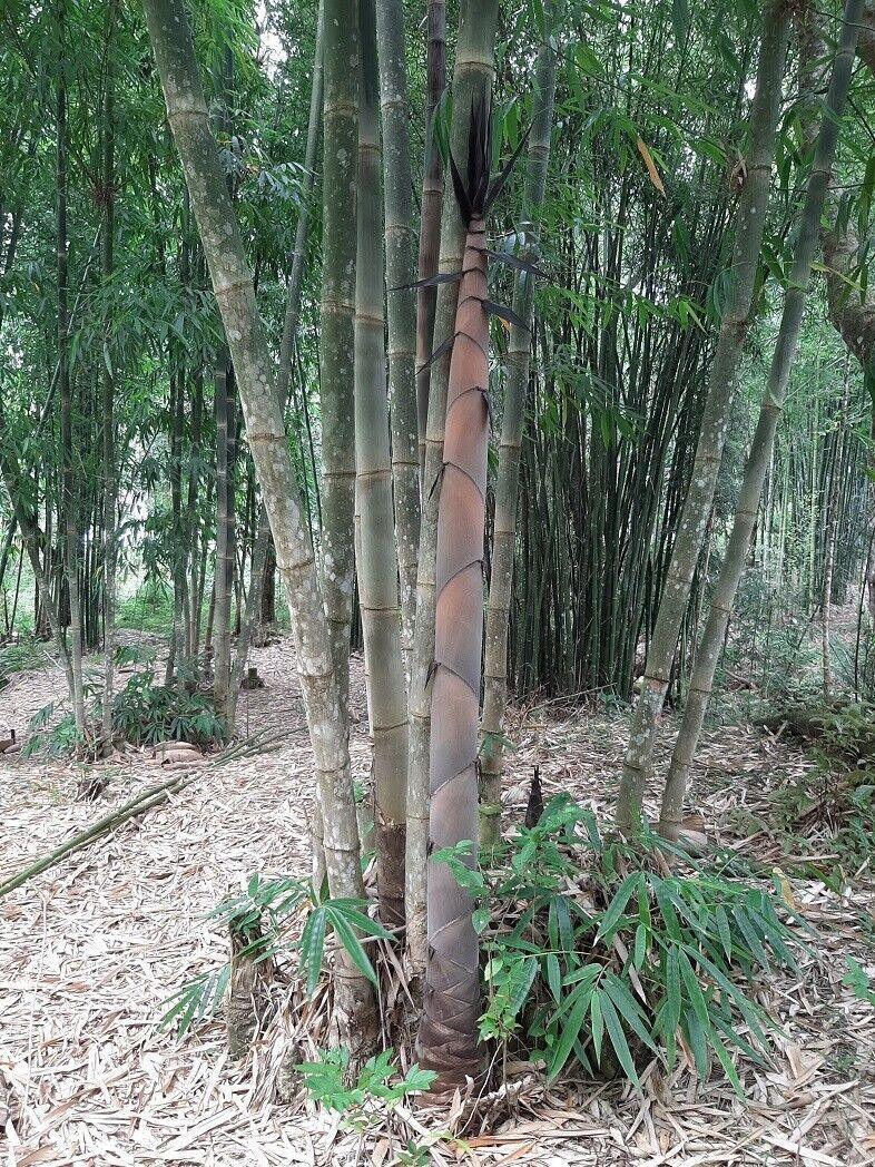 20 Bambusa Longispatha Seeds - Seed World