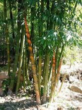 20 Bambusa Longispatha Seeds - Seed World