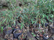 20 Bambusa Longispatha Seeds - Seed World