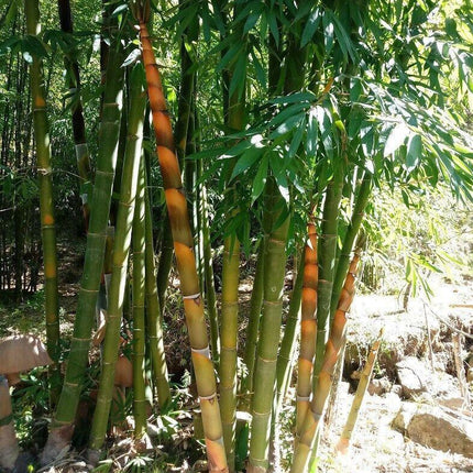 20 Bambusa Longispatha Seeds - Seed World