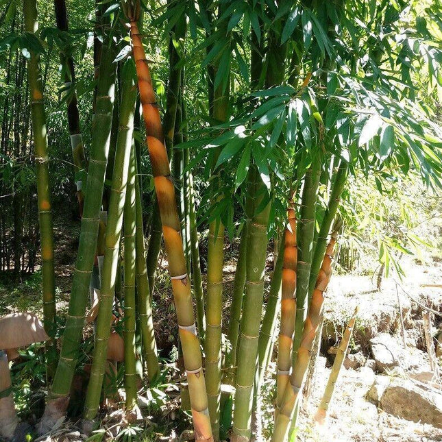 20 Bambusa Longispatha Seeds - Seed World