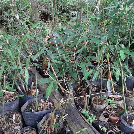20 Bambusa Longispatha Seeds - Seed World