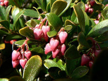 20 Bearberry - Arctostaphylos Uva-ursi Seeds - Seed World