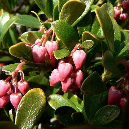 20 Bearberry - Arctostaphylos Uva-ursi Seeds - Seed World