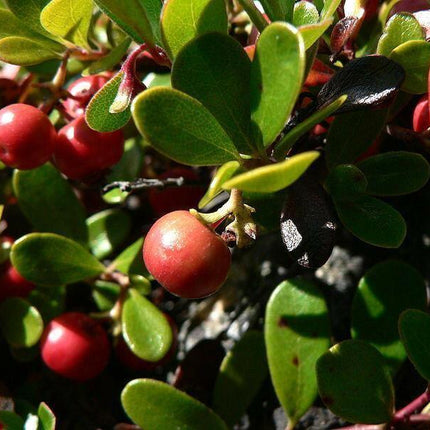 20 Bearberry - Arctostaphylos Uva-ursi Seeds - Seed World