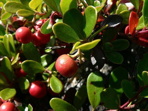 20 Bearberry - Arctostaphylos Uva-ursi Seeds - Seed World