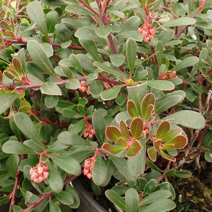 20 Bearberry - Arctostaphylos Uva-ursi Seeds - Seed World