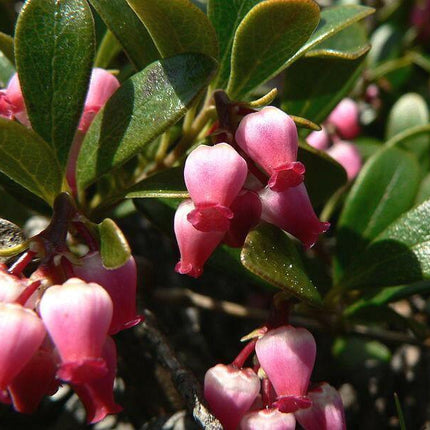 20 Bearberry - Arctostaphylos Uva-ursi Seeds - Seed World