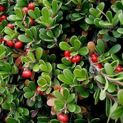 20 Bearberry - Arctostaphylos Uva-ursi Seeds - Seed World
