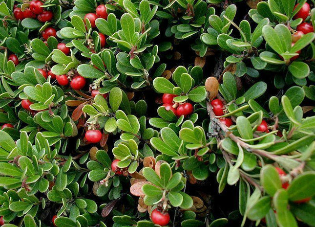20 Bearberry - Arctostaphylos Uva-ursi Seeds - Seed World