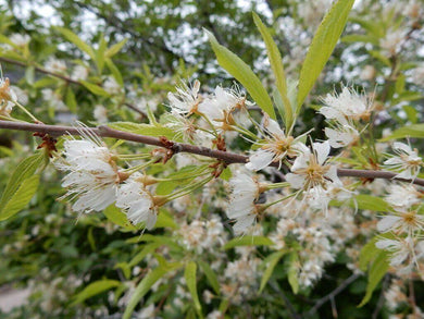 20 Bitter Cherry (Prunus Emarginata) Seeds - Seed World