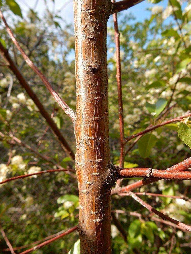 20 Bitter Cherry (Prunus Emarginata) Seeds - Seed World