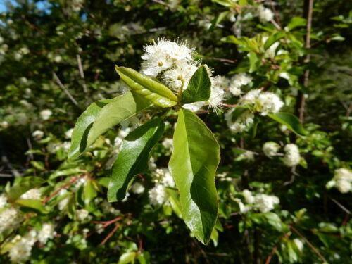 20 Bitter Cherry (Prunus Emarginata) Seeds - Seed World