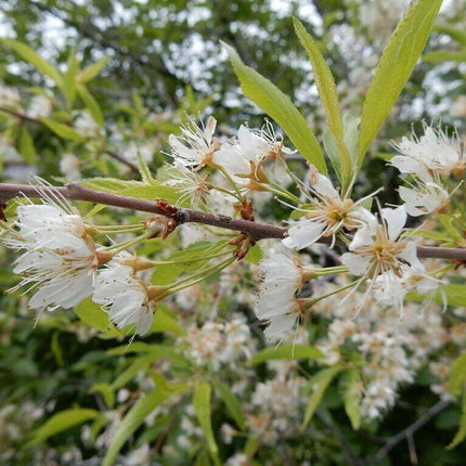 20 Bitter Cherry (Prunus Emarginata) Seeds - Seed World