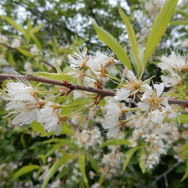 20 Bitter Cherry (Prunus Emarginata) Seeds - Seed World