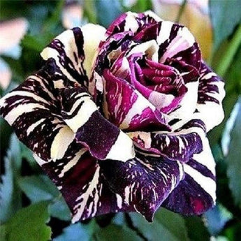 20 Black Dragon Rose Bush Seeds - Seed World