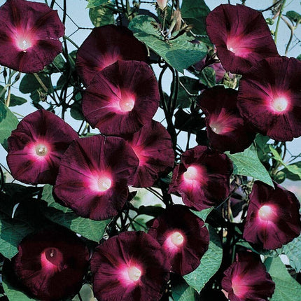 20 Black Knight Morning Glory Vine Seeds - Seed World