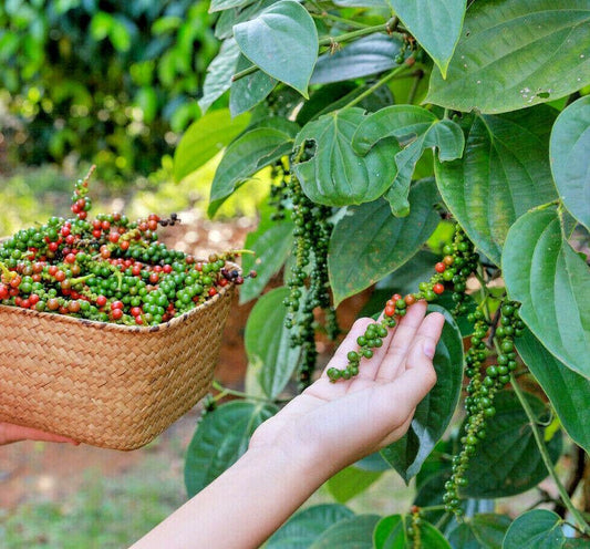 20 Black Peppercorn (Piper Nigrum) Vine Seeds - Seed World