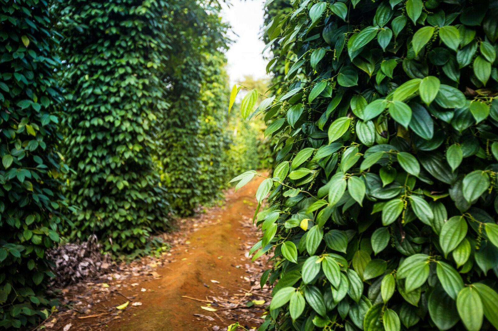 20 Black Peppercorn (Piper Nigrum) Vine Seeds - Seed World
