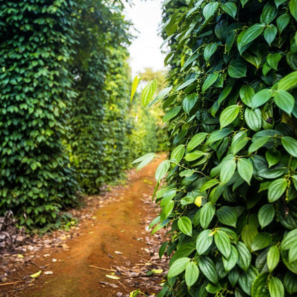20 Black Peppercorn Vine Seeds - Seed World
