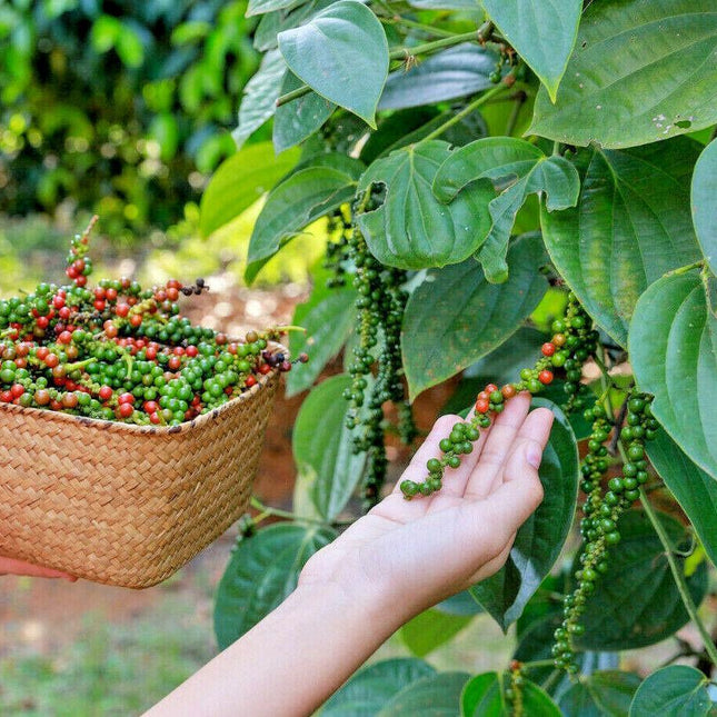 20 Black Peppercorn Vine Seeds - Seed World