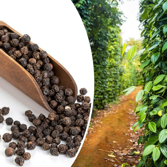 20 Black Peppercorn Vine Seeds - Seed World
